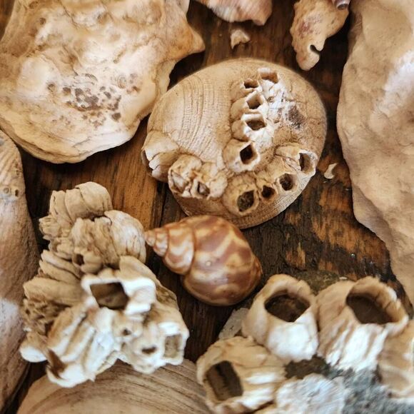 Large bundle of natural seashells barnacle starfish hermit scallop conch cerithi - Picture 10 of 14